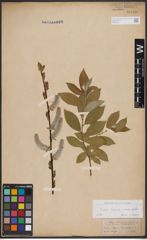 Foto von Salix caprea L. x Salix daphnoides Vill.